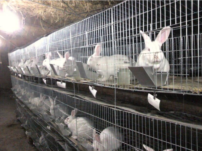 河南省信阳立式兔笼安装案例