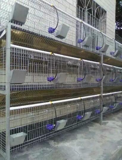 湖北省黄冈市立式兔笼安装案例