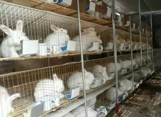 湖南常德市立式兔笼安装案例